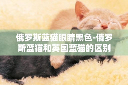 俄羅斯藍貓眼睛黑色-俄羅斯藍貓和英國藍貓的區別