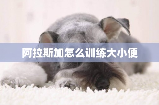 阿拉斯加怎么訓練大小便