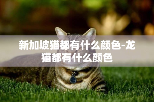 新加坡貓都有什么顏色-龍貓都有什么顏色