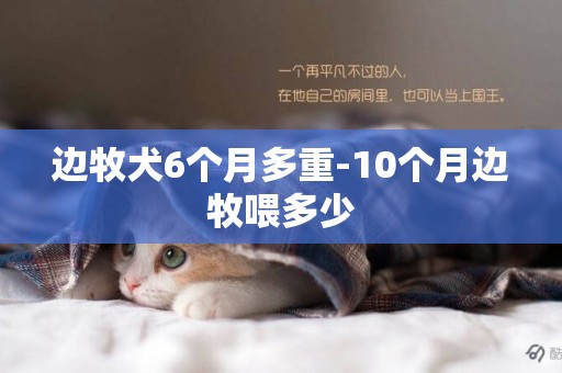 邊牧犬6個月多重-10個月邊牧喂多少