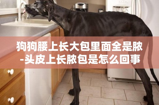狗狗腰上長大包里面全是膿-頭皮上長膿包是怎么回事