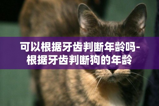 可以根據牙齒判斷年齡嗎-根據牙齒判斷狗的年齡