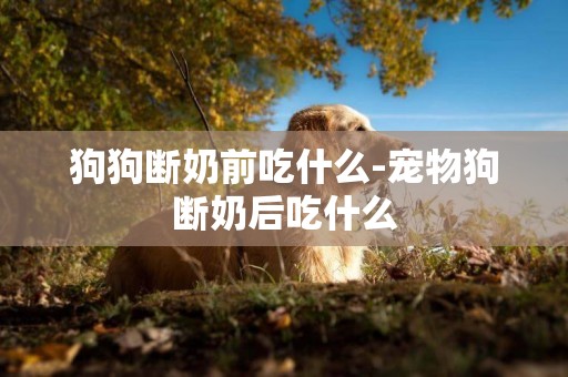 狗狗斷奶前吃什么-寵物狗斷奶后吃什么
