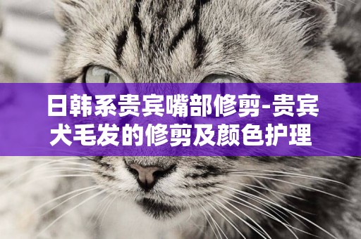 日韓系貴賓嘴部修剪-貴賓犬毛發的修剪及顏色護理