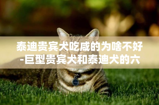泰迪貴賓犬吃咸的為啥不好-巨型貴賓犬和泰迪犬的六大區別
