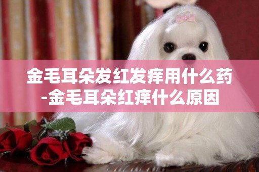 金毛耳朵發紅發癢用什么藥-金毛耳朵紅癢什么原因