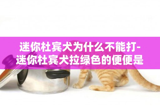 迷你杜賓犬為什么不能打-迷你杜賓犬拉綠色的便便是怎么了