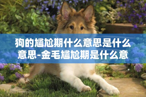狗的尷尬期什么意思是什么意思-金毛尷尬期是什么意思