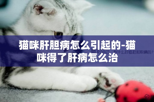 貓咪肝膽病怎么引起的-貓咪得了肝病怎么治