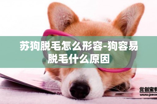 蘇狗脫毛怎么形容-狗容易脫毛什么原因