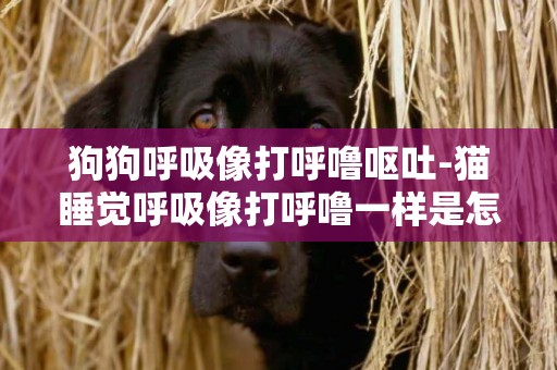 狗狗呼吸像打呼嚕嘔吐-貓睡覺呼吸像打呼嚕一樣是怎么回事