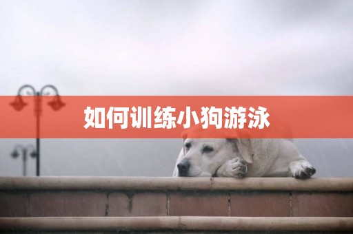 如何訓練小狗游泳