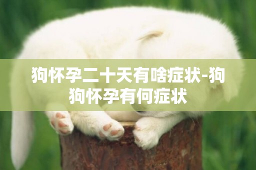 狗懷孕二十天有啥癥狀-狗狗懷孕有何癥狀