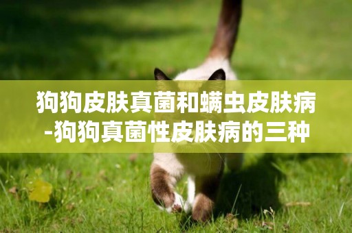 狗狗皮膚真菌和螨蟲皮膚病-狗狗真菌性皮膚病的三種病因