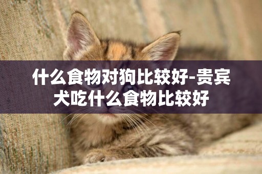 什么食物對狗比較好-貴賓犬吃什么食物比較好