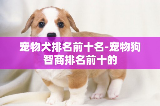 寵物犬排名前十名-寵物狗智商排名前十的
