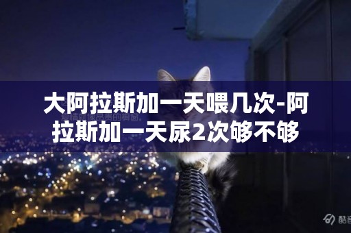 大阿拉斯加一天喂幾次-阿拉斯加一天尿2次夠不夠