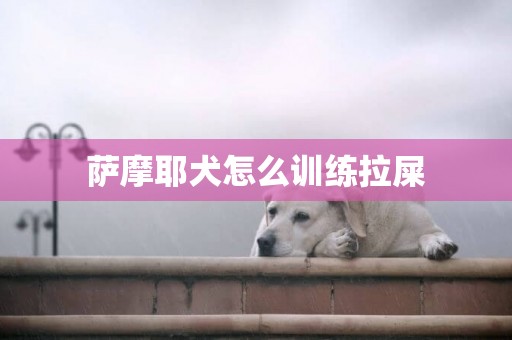 薩摩耶犬怎么訓練拉屎