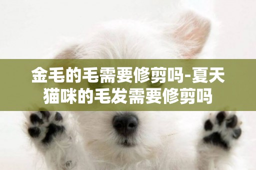 金毛的毛需要修剪嗎-夏天貓咪的毛發需要修剪嗎