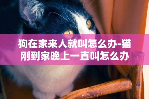 狗在家來人就叫怎么辦-貓剛到家晚上一直叫怎么辦