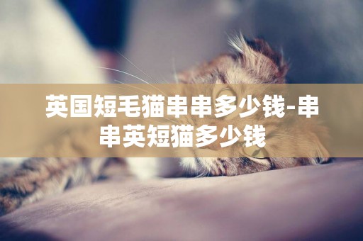 英國短毛貓串串多少錢-串串英短貓多少錢