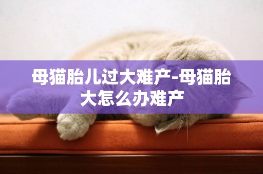 母貓胎兒過大難產-母貓胎大怎么辦難產