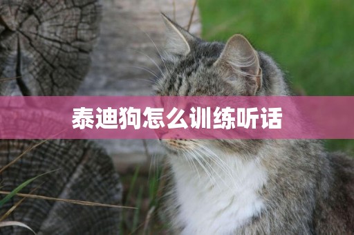 泰迪狗怎么訓練聽話