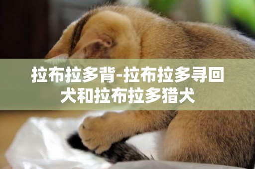 拉布拉多背-拉布拉多尋回犬和拉布拉多獵犬