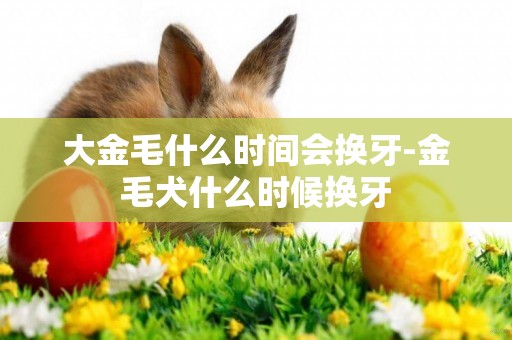 大金毛什么時間會換牙-金毛犬什么時候換牙