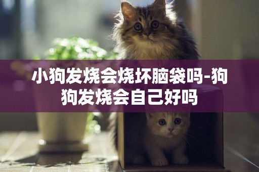 小狗發燒會燒壞腦袋嗎-狗狗發燒會自己好嗎
