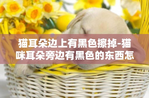 貓耳朵邊上有黑色擦掉-貓咪耳朵旁邊有黑色的東西怎么回事
