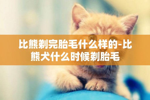 比熊剃完胎毛什么樣的-比熊犬什么時候剃胎毛