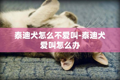泰迪犬怎么不愛叫-泰迪犬愛叫怎么辦