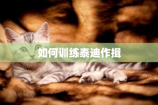 如何訓練泰迪作揖