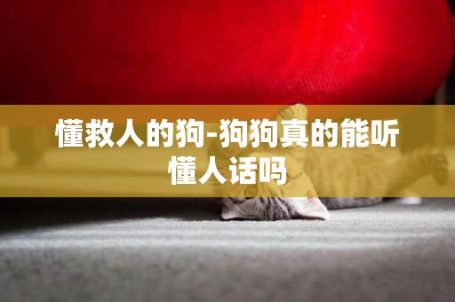 懂救人的狗-狗狗真的能聽懂人話嗎