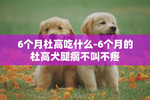 6個月杜高吃什么-6個月的杜高犬腿瘸不叫不疼