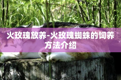 火玫瑰放養-火玫瑰蜘蛛的飼養方法介紹