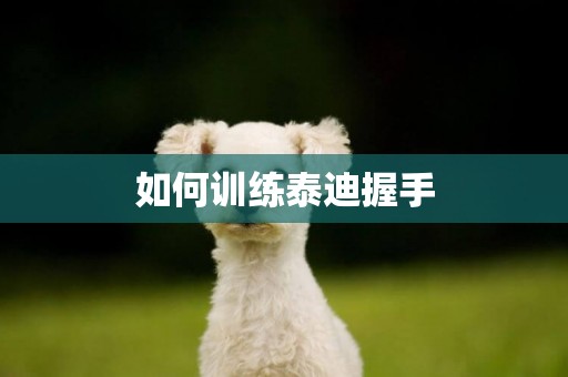 如何訓練泰迪握手