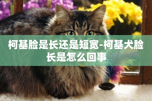 柯基臉是長還是短寬-柯基犬臉長是怎么回事
