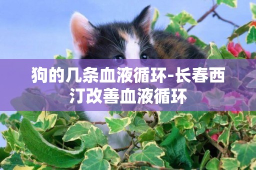 狗的幾條血液循環-長春西汀改善血液循環