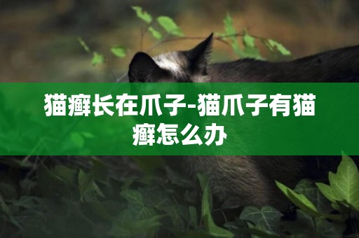貓癬長在爪子-貓爪子有貓癬怎么辦