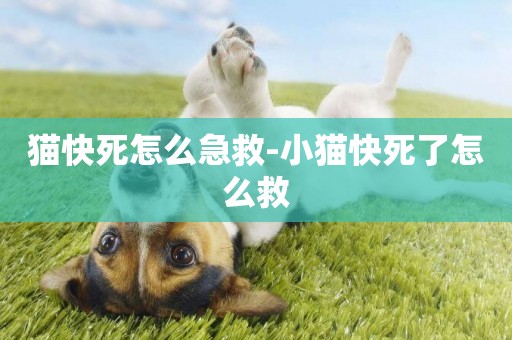 貓快死怎么急救-小貓快死了怎么救