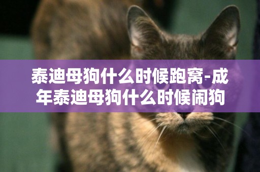泰迪母狗什么時候跑窩-成年泰迪母狗什么時候鬧狗