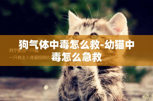 狗氣體中毒怎么救-幼貓中毒怎么急救