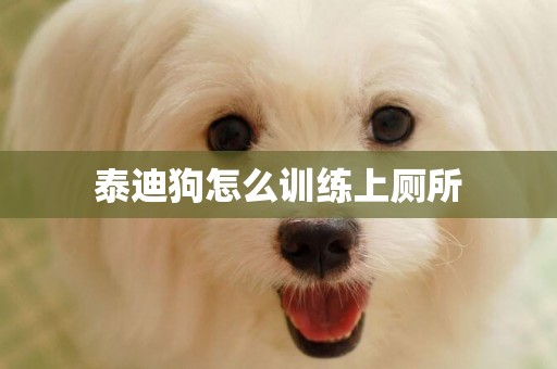 泰迪狗怎么訓練上廁所