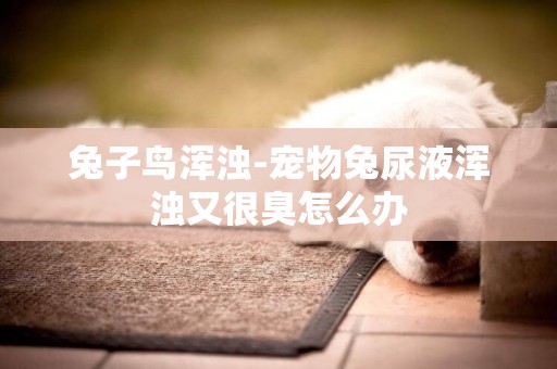 兔子鳥渾濁-寵物兔尿液渾濁又很臭怎么辦