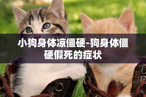 小狗身體涼僵硬-狗身體僵硬假死的癥狀