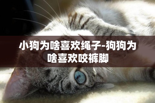 小狗為啥喜歡繩子-狗狗為啥喜歡咬褲腳