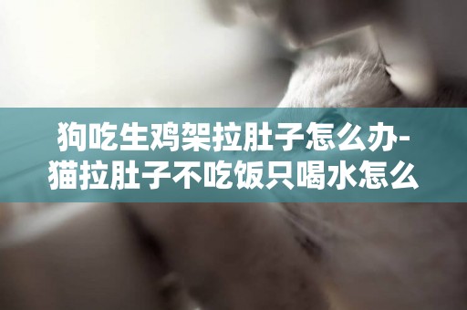 狗吃生雞架拉肚子怎么辦-貓拉肚子不吃飯只喝水怎么辦