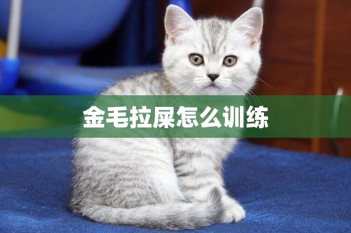 金毛拉屎怎么訓練